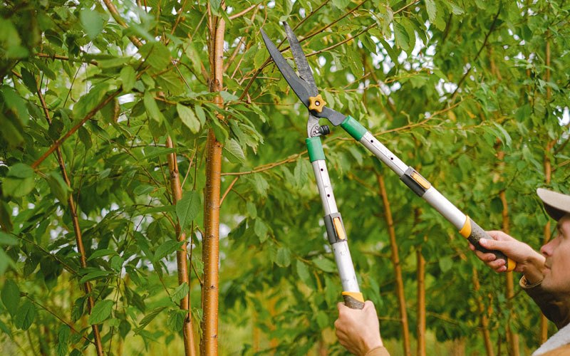 Tree trimming in Arch Cape, OR